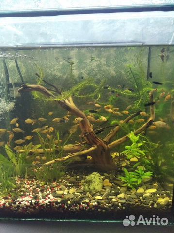 Аквариумные рыбки и коряги