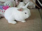 Белый декоративный кролик объявление продам