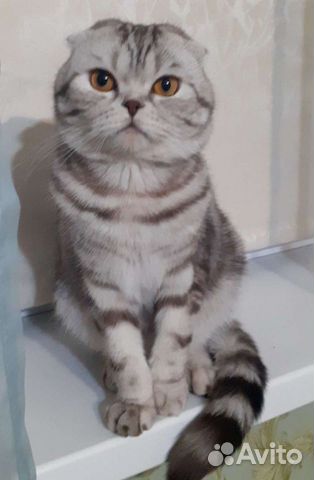 Вязка.Шотландский вислоухий кот