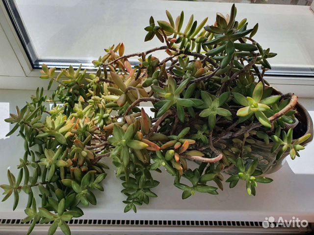 Суккулент Седум Нуссбаумера