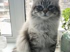 Невские маскарадные коты объявление продам