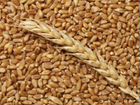 Овес ячмень пшеница