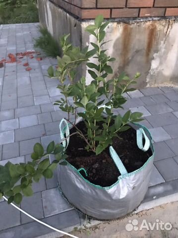 Саженцы голубики