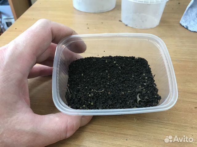 Коконы красного калифорнийского червя