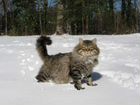 Сибирские котята. Частный питомник объявление продам