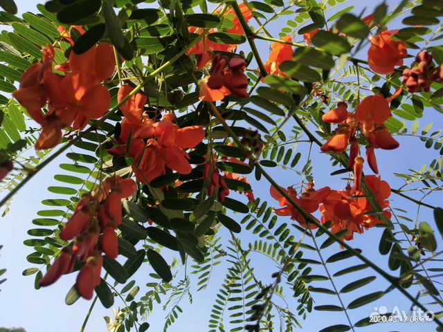 Саженцы сесбании