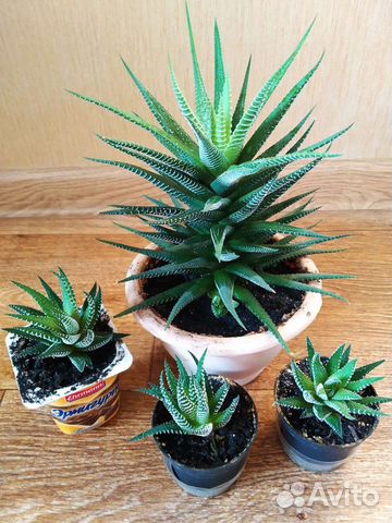 Хавортия полосатая