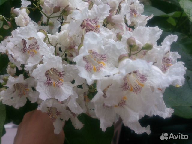 Очиток Катальпа и другие многолетники для сада