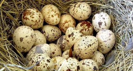 Яйца перепелиные домашние