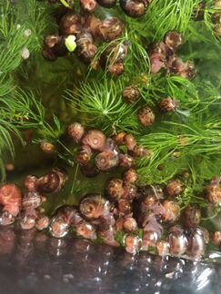 Улитки аквариумные