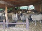 Романовские овцы объявление продам
