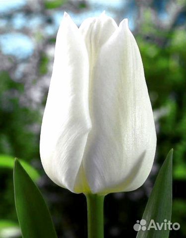 Луковицы тюльпана Snow Lady