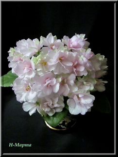 Минифиалки. Лист на срез