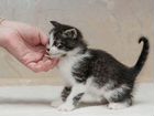 Масенький наиласковейшик котенок Феденька в дар