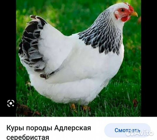 Цыплята голошейка Франция