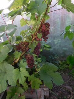 Виноград укорененные саженцы