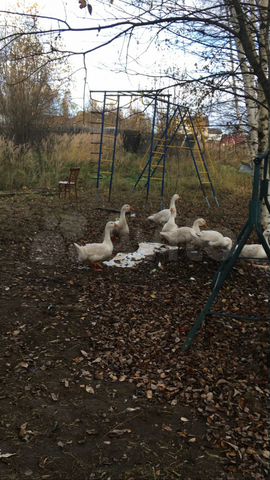 Дача 94 м² на участке 20 сот.