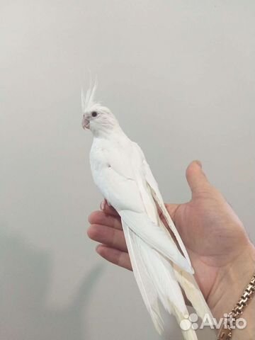 Попугаи Ручные