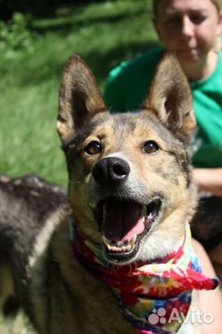 Степе необходим дом