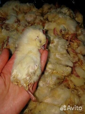 Цыплята суточные заморозка