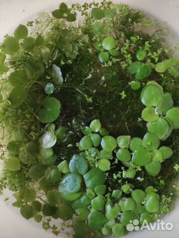 Аквариумные растения