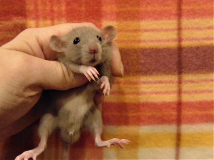 Крысы, крысята дамбо от заводчика, клетки, корм