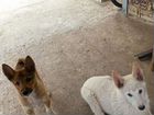 Чистокровные щенки Западно-Сибирской Лайки объявление продам