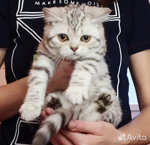 Ручной бутуз кошечка Алиса