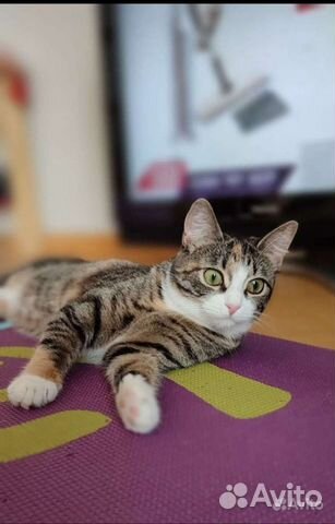 Чистопородная Азиатская кошечка-котенок