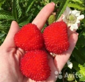 Тибетская малина