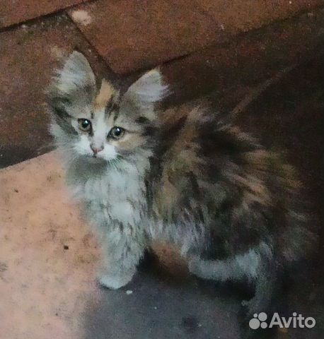 Авто брянск котята