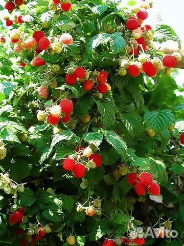 Малина ремонтантная(Бриллиантовая,Брусвяна,Таруса)