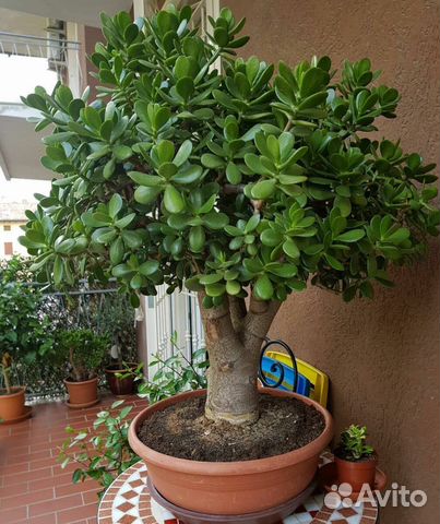 Толстянка Денежное дерево (крассула овата)