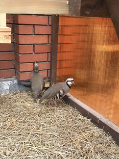 Горные куропатки (кеклики)