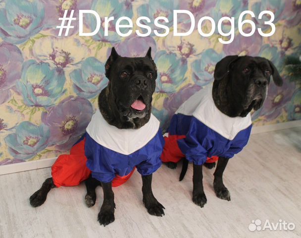 Пошив одежды для собак