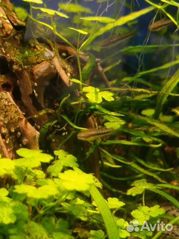 Формозы. Аквариумные рыбки