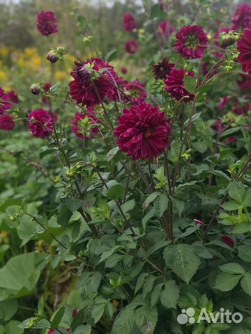 Георгины,картофель, зимний чеснок, хрен-рассада