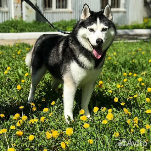 Стрижка кошек и собак