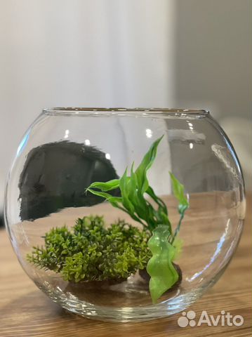 Аквариум кгруглый 5л + Водоросли+грунт