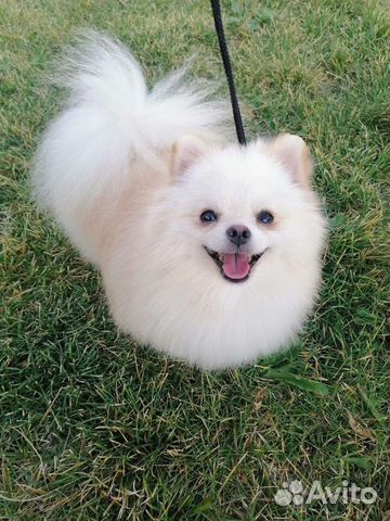 Померанский шпиц