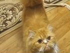 Персидский кот объявление продам