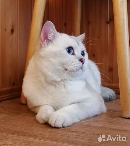 Вязка с котом, Чемпион WCF