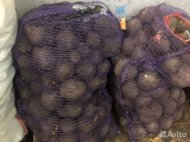 Картофель, урожай 2021 года