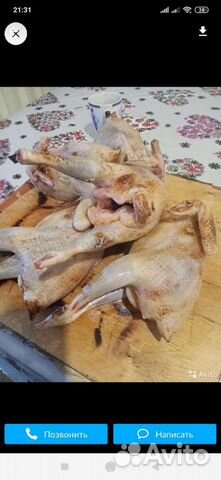 Тушки кур несушек