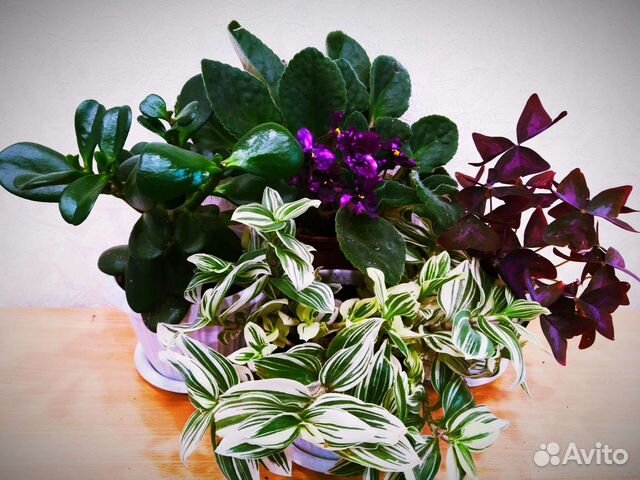 Комнатные растения - отличный подарок