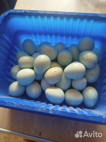 Инкубационное яйцо