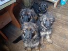 Чистокровные щенки немецкой длинношорстной овчарки объявление продам