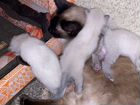 Три сиамских котёнка объявление продам