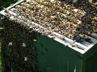 Улей с сильными трудолюбивыми пчелами, с рамками и объявление продам