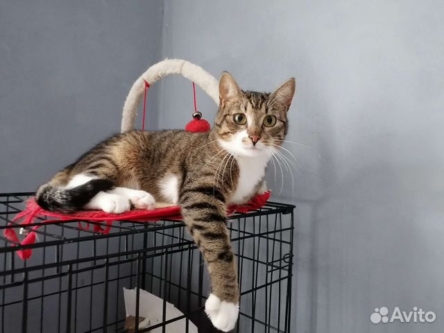 Глазастый и носатый котик